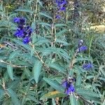 Salvia corrugata Flor