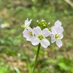 Cardamine pratensisBlomst