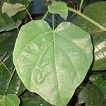 Adenia cissampeloides Leaf