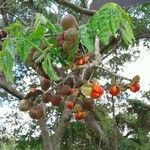 Celastrus paniculatus Fruit