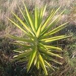 Yucca aloifolia Blatt