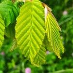 Carpinus betulus Leaf