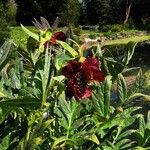 Paeonia delavayi Flors