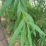 Hakea salicifolia Blatt