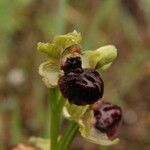 Ophrys passionis Ostatní