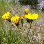 Crepis nicaeensis Fiore