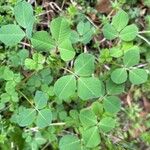 Medicago polymorphaLapas