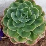 Echeveria secunda List