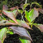 Cornus capitata Leaf