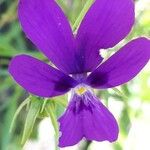 Viola dubyana Blüte