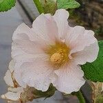 Alcea biennis Floro