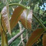 Pometia pinnata Leaf