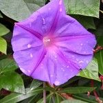 Ipomoea indicaFlower