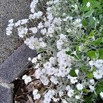 Cerastium tomentosum Habit