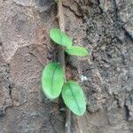 Microgramma vacciniifolia Ліст