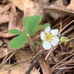 Fragaria vescaফুল