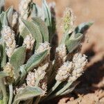 Plantago ciliata Fleur