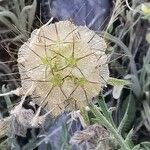 Lomelosia stellata Flower