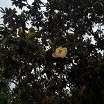 Magnolia virginiana Floare