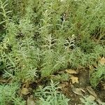 Lavandula dentataЛисток