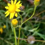 Senecio pterophorus Flower