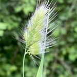 Cynosurus echinatus Fula