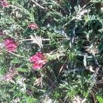 Astragalus incanus Λουλούδι