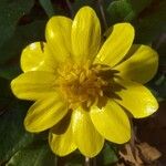 Ranunculus californicus Õis