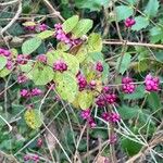 Symphoricarpos orbiculatus Folha