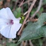 Ipomoea pandurata Blad