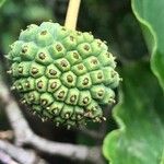 Cornus kousa Frucht