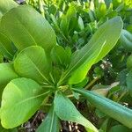 Scaevola plumieri Leaf