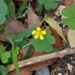 Oxalis corniculataŽiedas