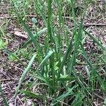 Elytrigia x laxa Likasa