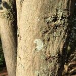 Pterocarpus rotundifolius Bark