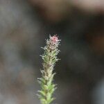 Erica galioides Flor