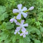 Saponaria officinalisFlor