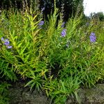 Scutellaria baicalensis Habitat