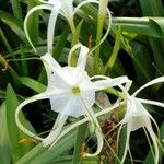 Hymenocallis littoralisFlor