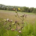 Sonchus palustris Flower