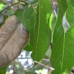 Saba senegalensis Leaf
