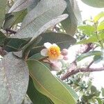 Kielmeyera coriacea Λουλούδι