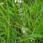 Euphrasia stricta ശീലം