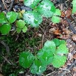 Coptis trifolia Hoja
