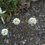 Lobularia maritima Квітка