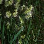 Cynosurus echinatus Flower