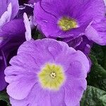 Primula hirsuta Flor