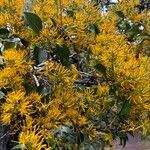 Gaiadendron punctatum Flors