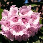 Rhododendron pudorosum Flor