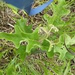 Solanum dimidiatum برگ